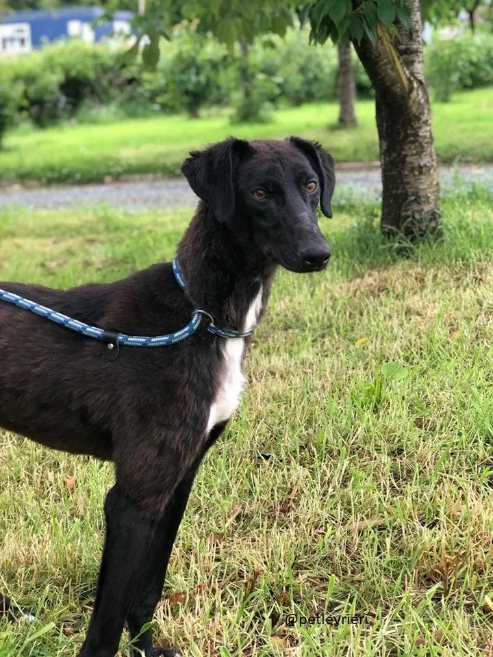 wilson adozione lurcher1