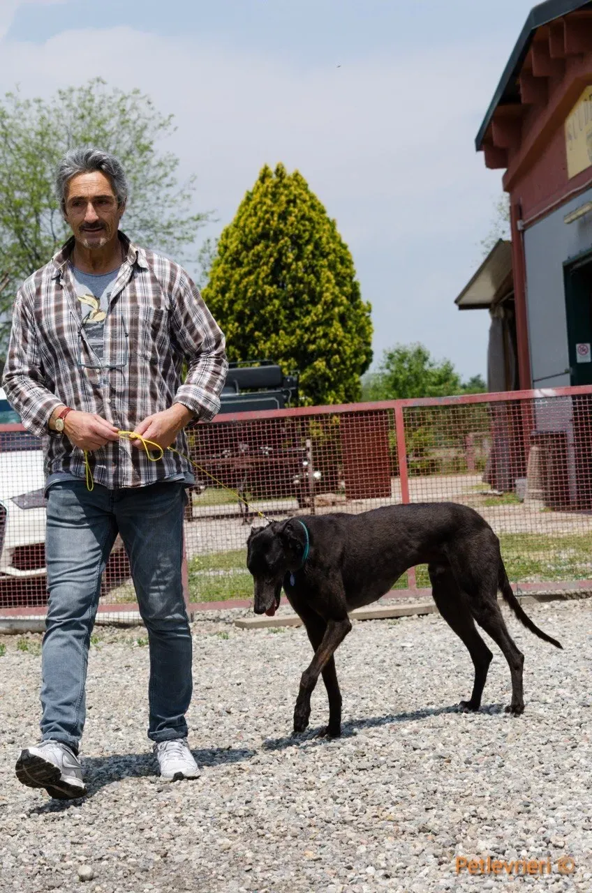 win warrior adozione greyhound macao 1 1