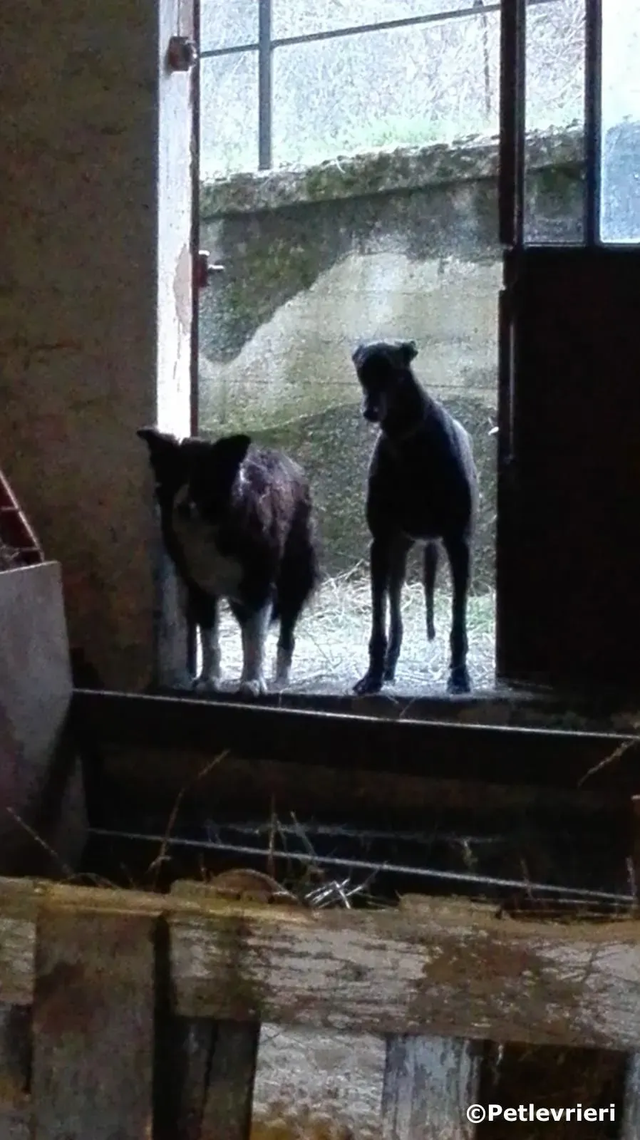 win warrior adozione greyhound macao 1