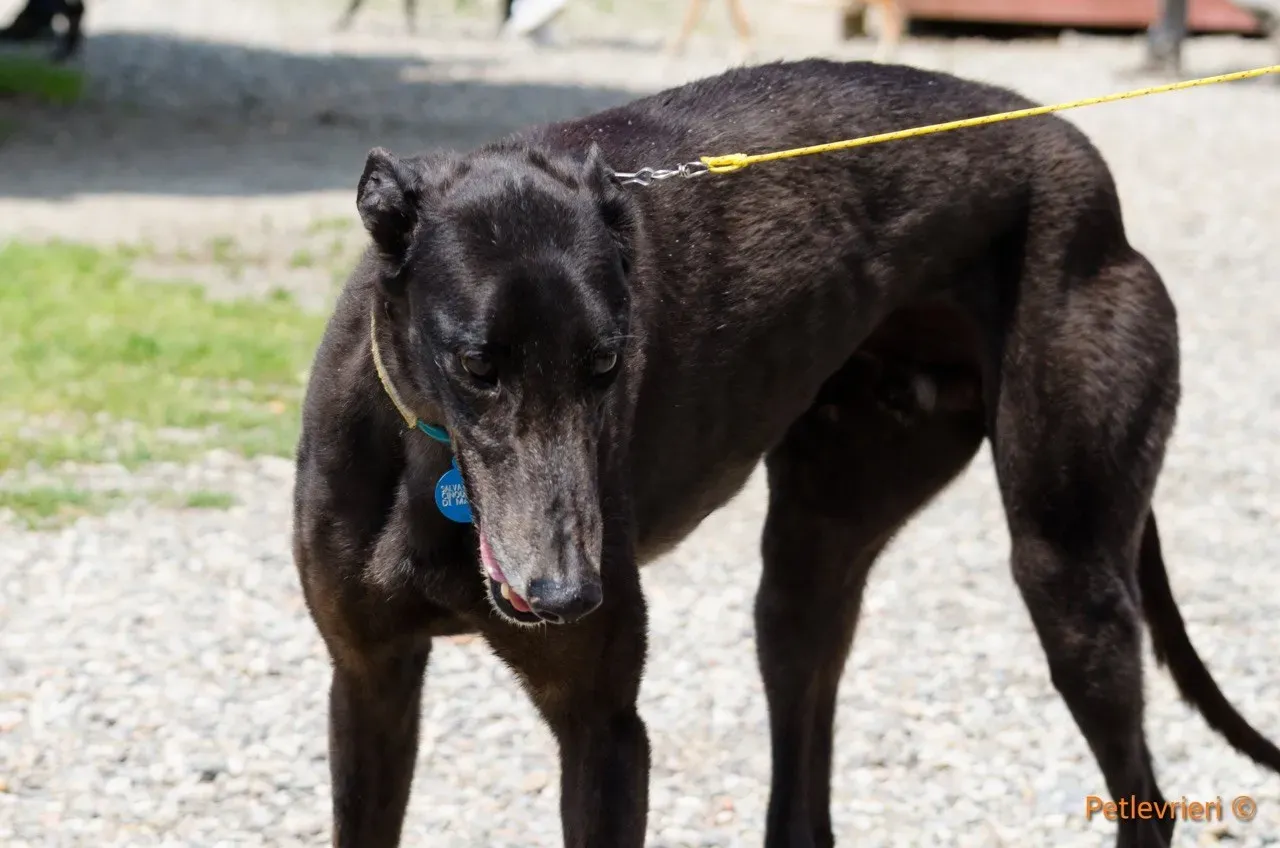 win warrior adozione greyhound macao 2 1