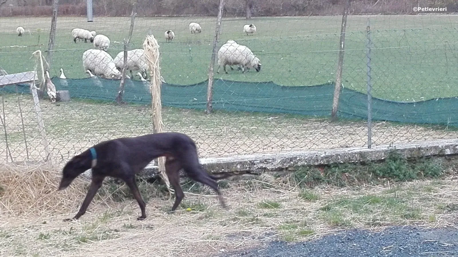 win warrior adozione greyhound macao 2