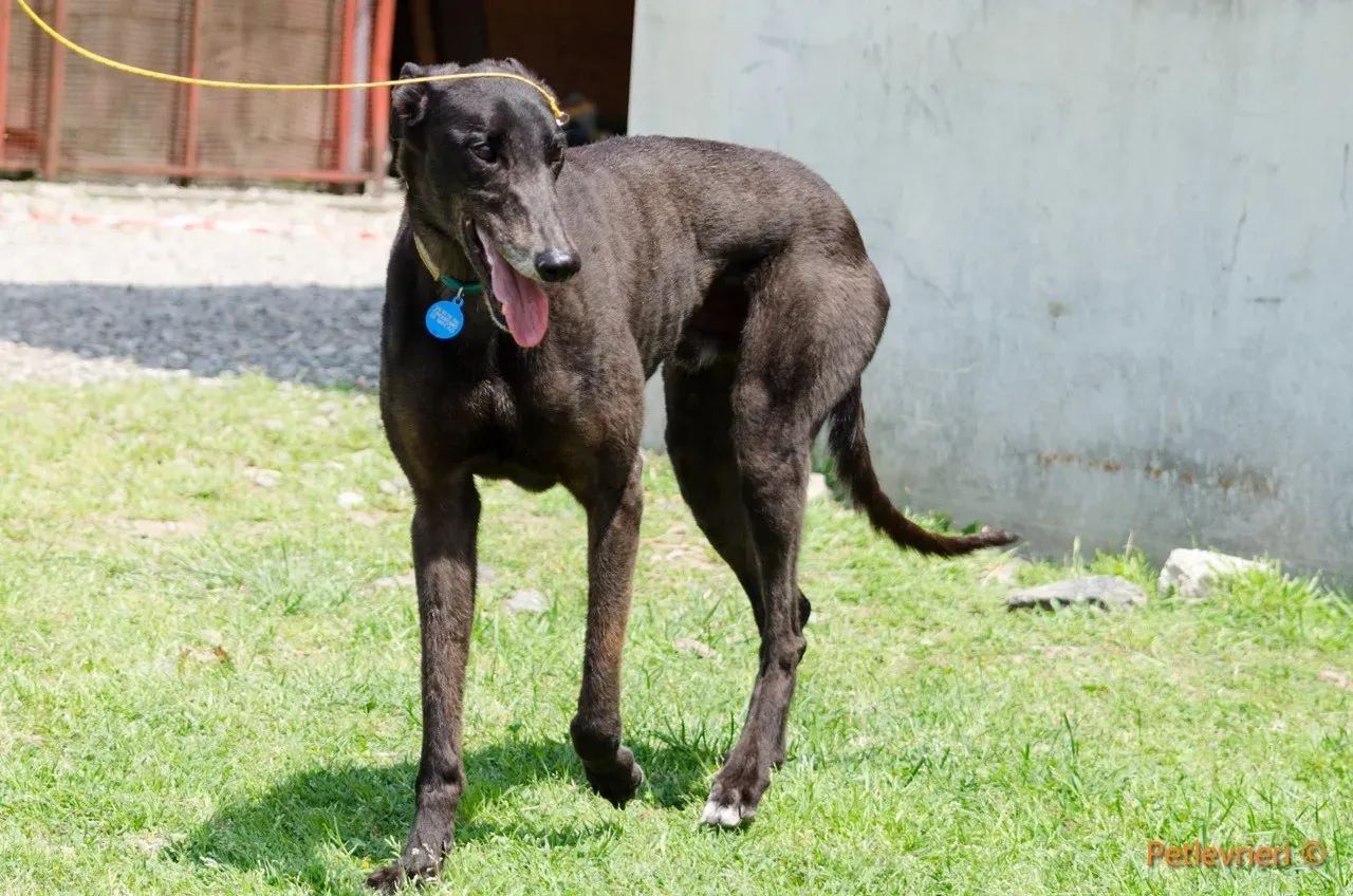 win warrior adozione greyhound macao 3 1