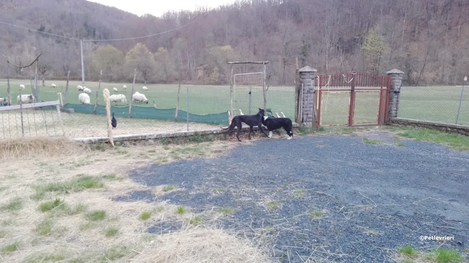 win warrior adozione greyhound macao 3