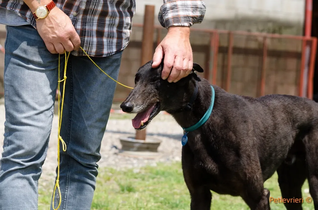 win warrior adozione greyhound macao 4 1