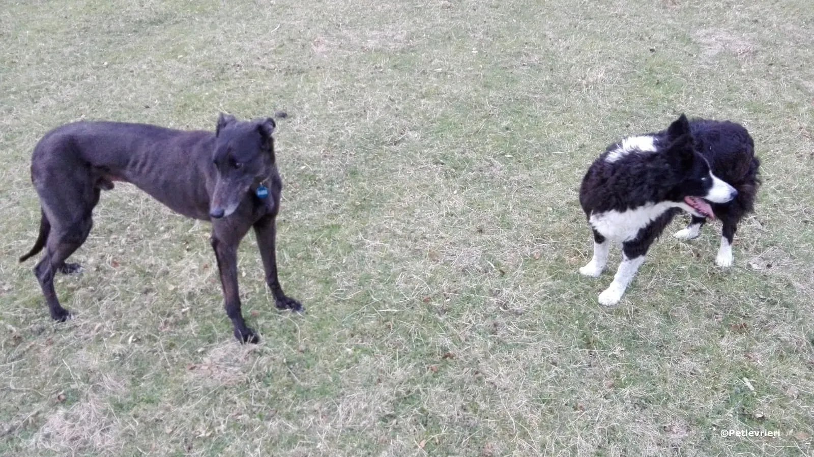 win warrior adozione greyhound macao 4