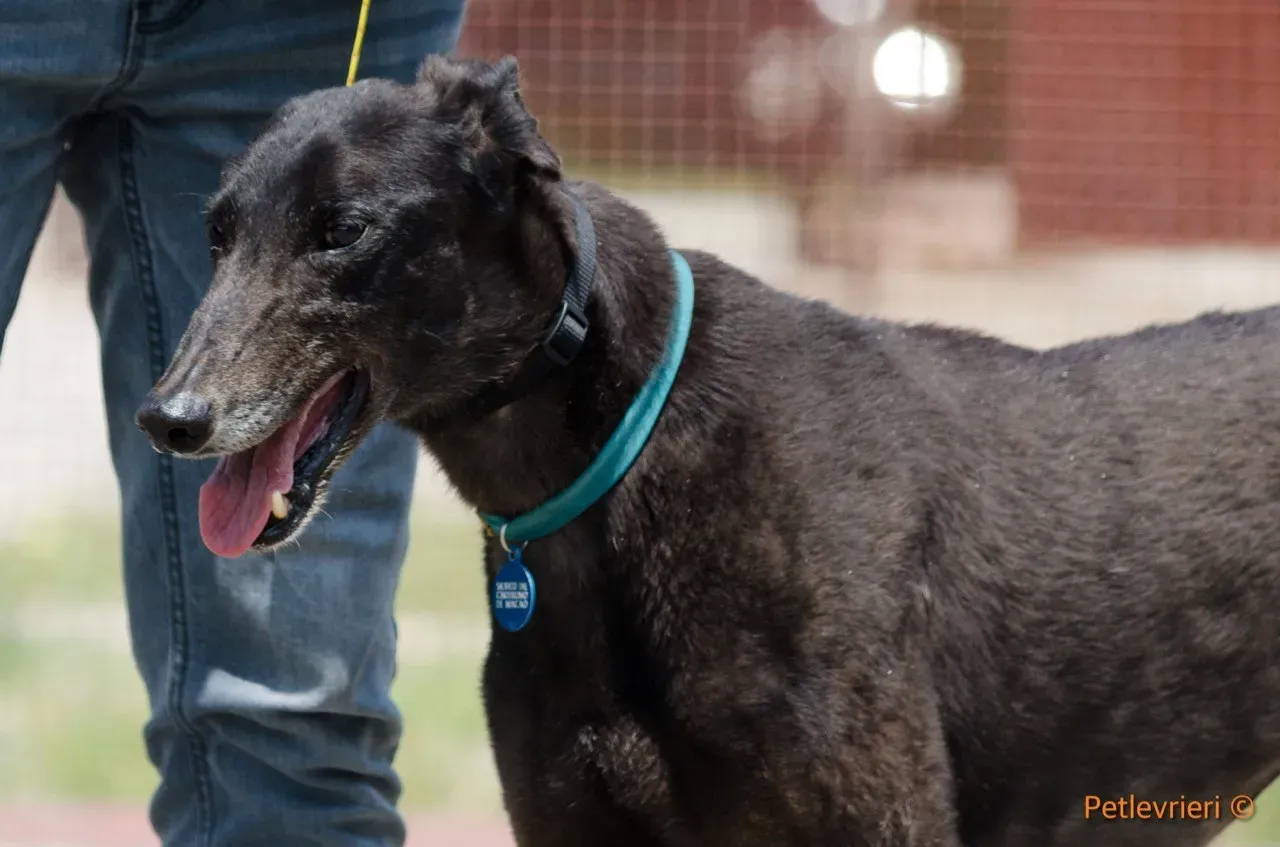 win warrior adozione greyhound macao 5 1