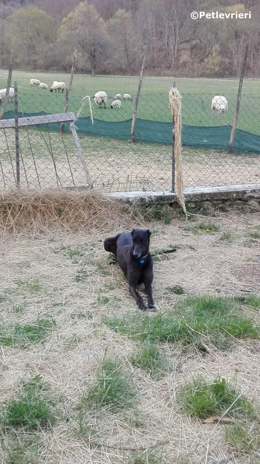 win warrior adozione greyhound macao 5