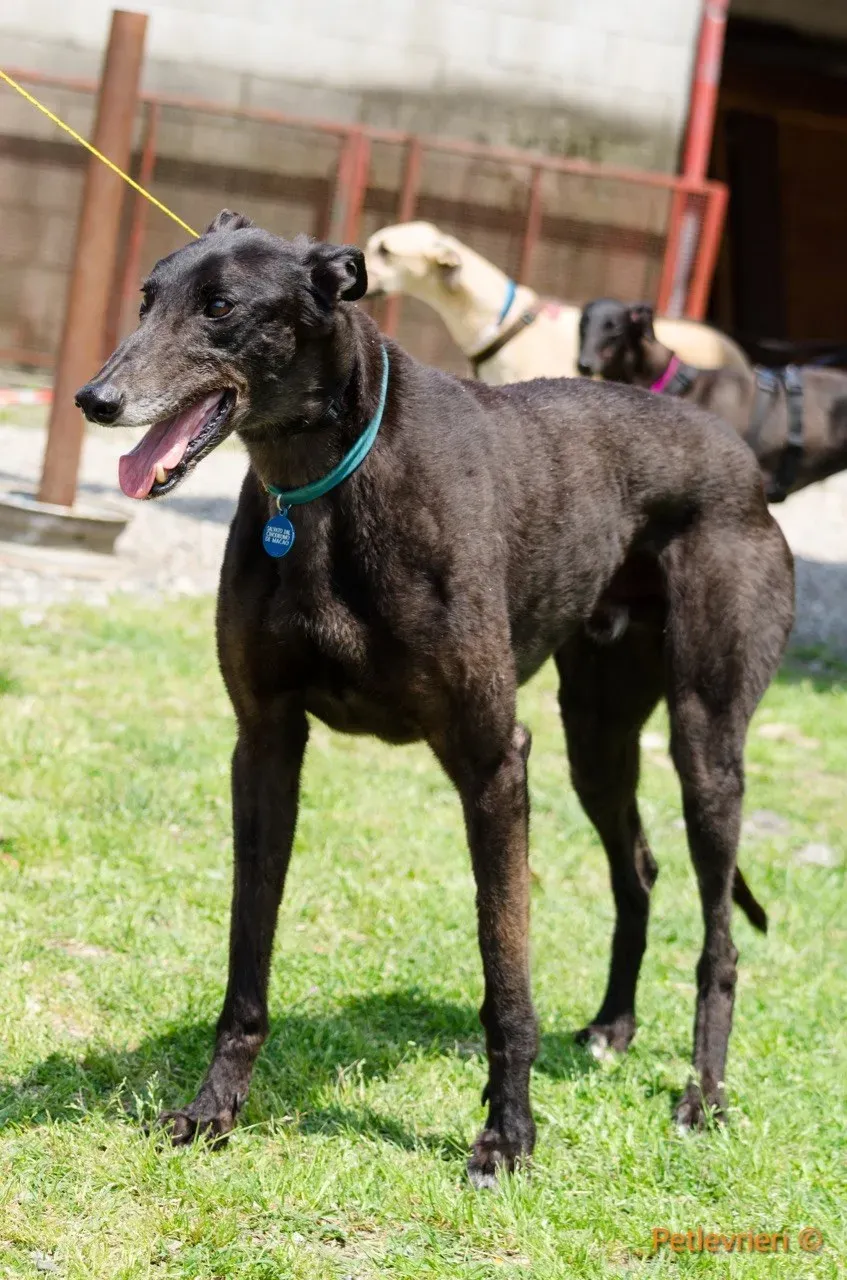 win warrior adozione greyhound macao 6 1