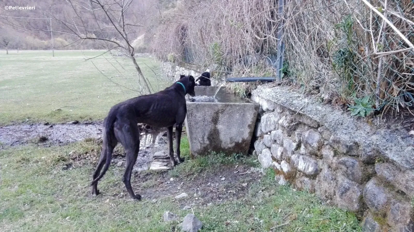 win warrior adozione greyhound macao 6