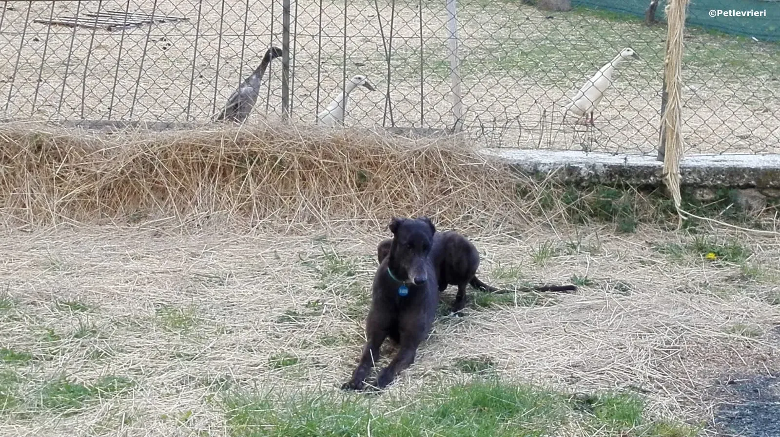 win warrior adozione greyhound macao 7