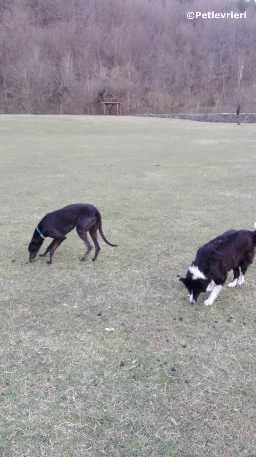 win warrior adozione greyhound macao 8