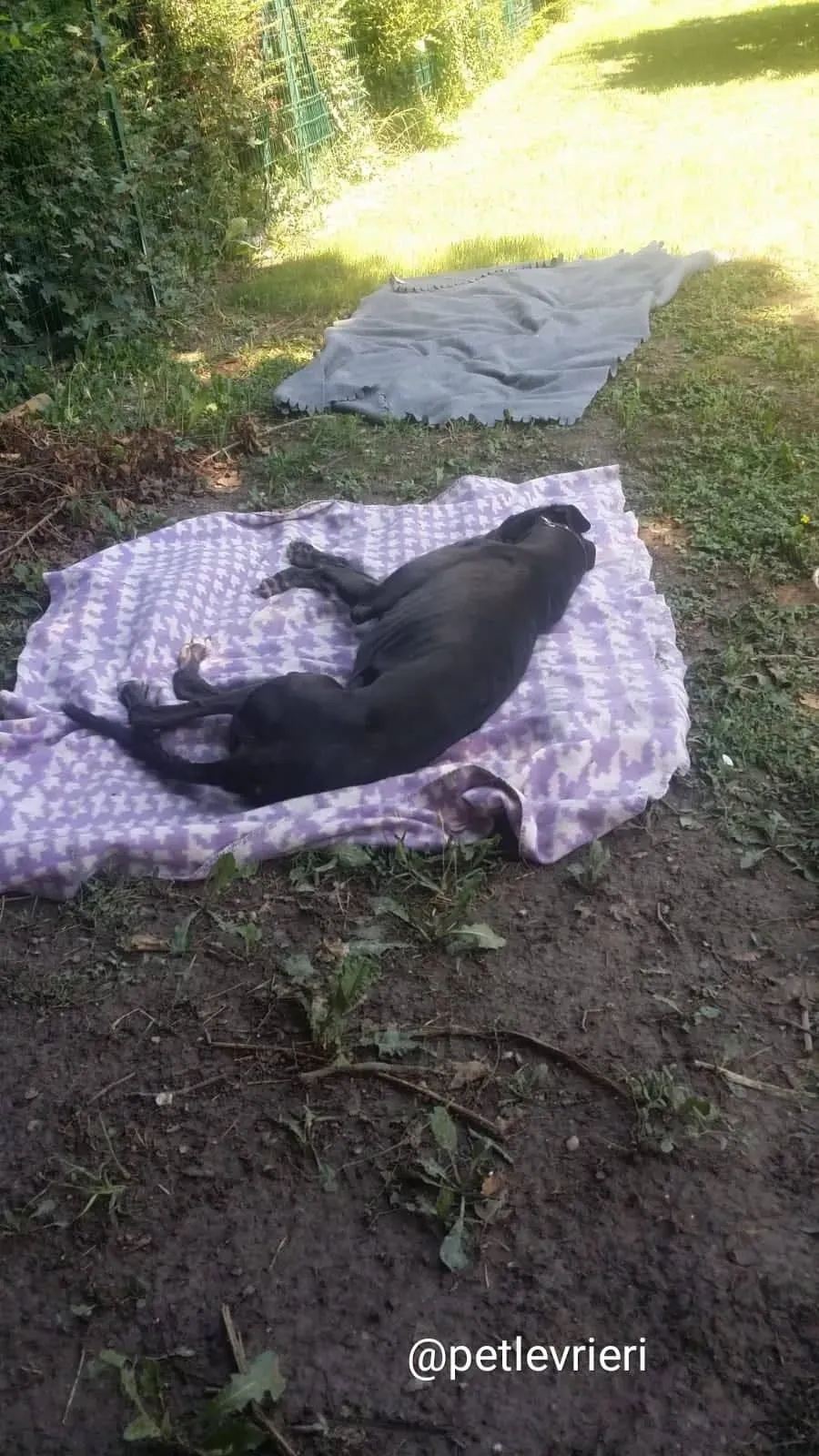 winner adozione greyhound macao 1