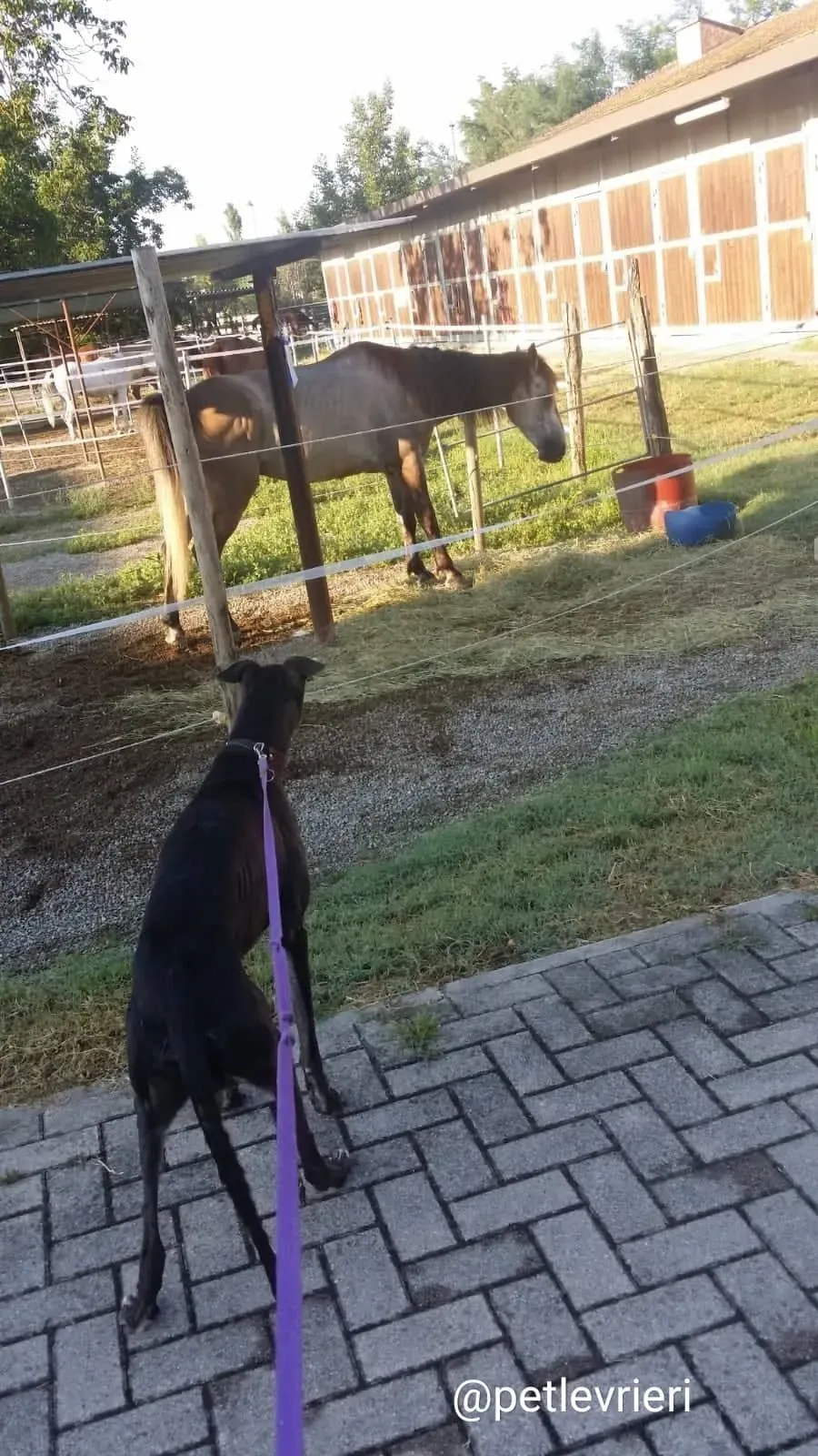 winner adozione greyhound macao 2