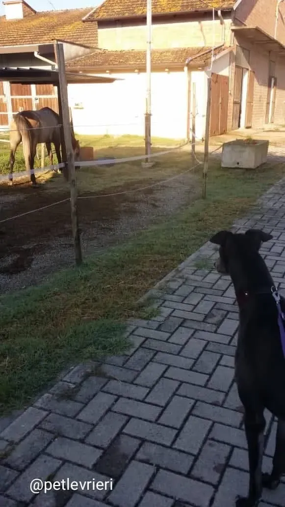 winner adozione greyhound macao 3