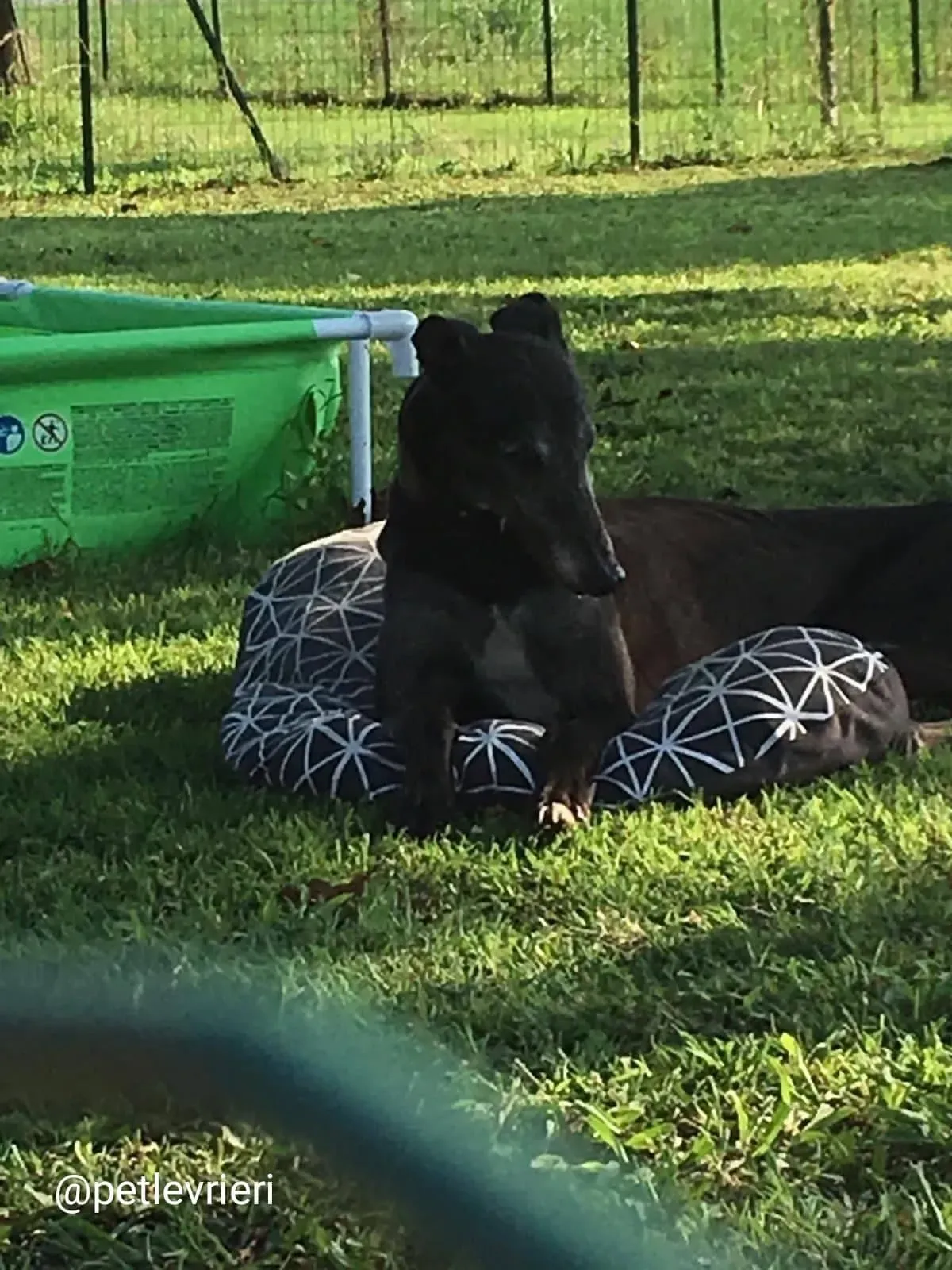 winner adozione greyhound macao 4