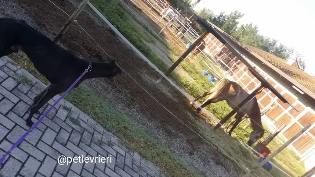 winner adozione greyhound macao 5