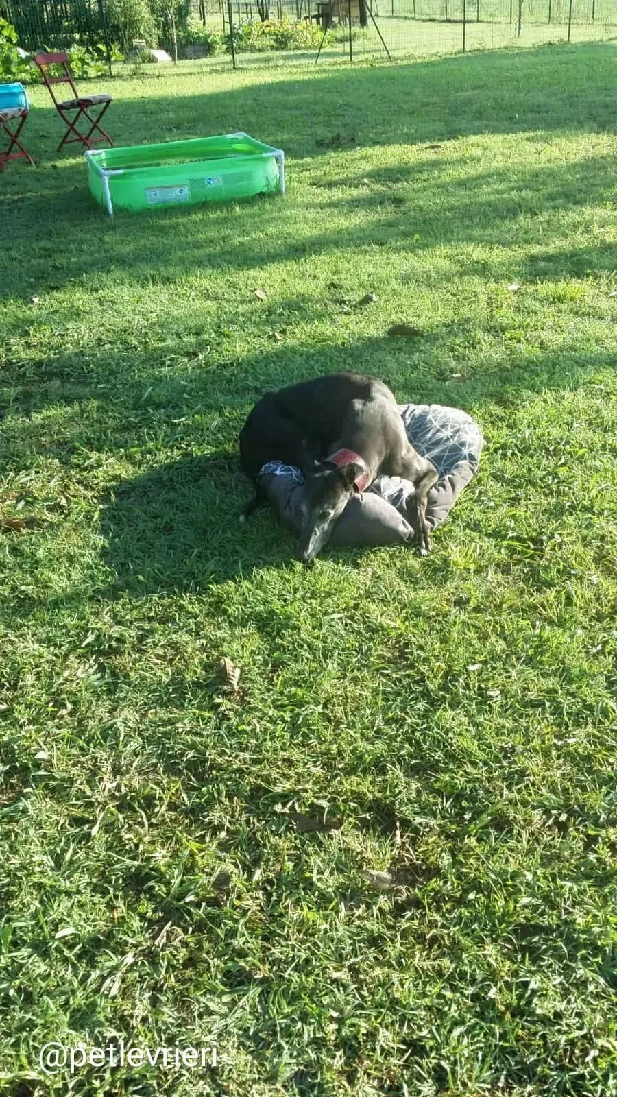 winner adozione greyhound macao