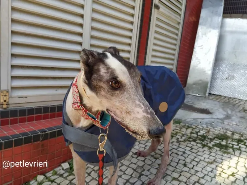 winner lover adozione greyhound macao