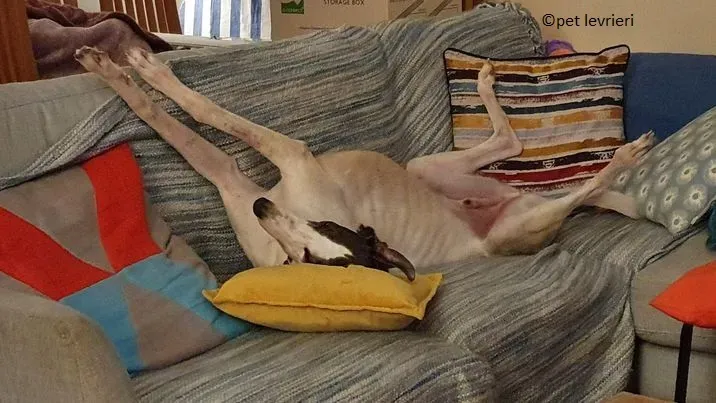 winnie adozione levriero grey1.jpg