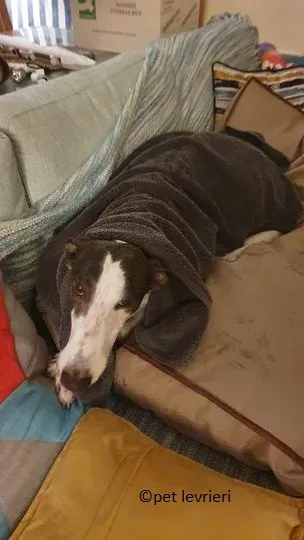 winnie adozione levriero grey2.jpg