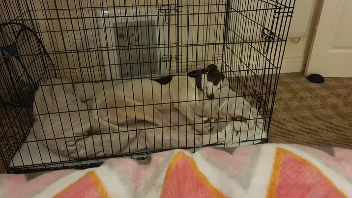 winnie adozione levriero grey3.jpg