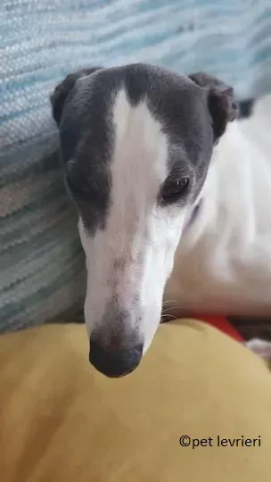 winnie adozione levriero grey4.jpg