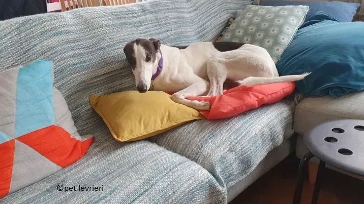 winnie adozione levriero grey5.jpg