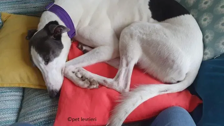 winnie adozione levriero grey6.jpg