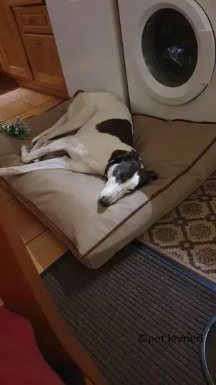 winnie adozione levriero grey7.jpg