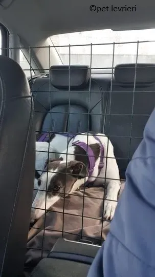 winnie adozione levriero grey8.jpg