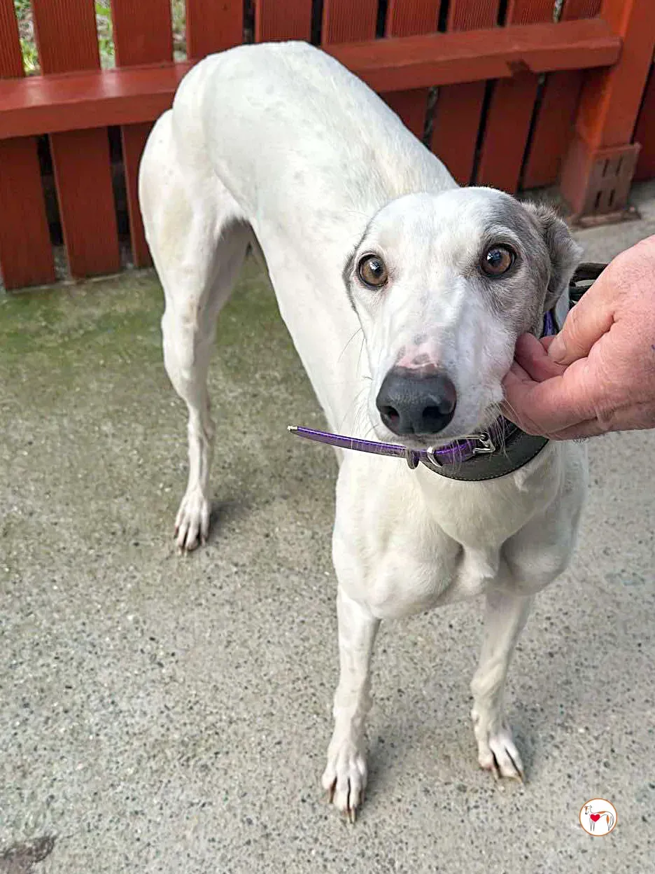 winny grey adozione 01