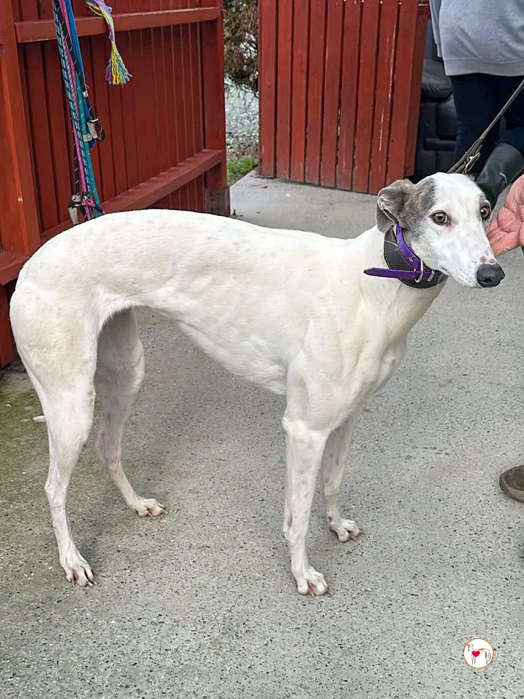 winny grey adozione 02