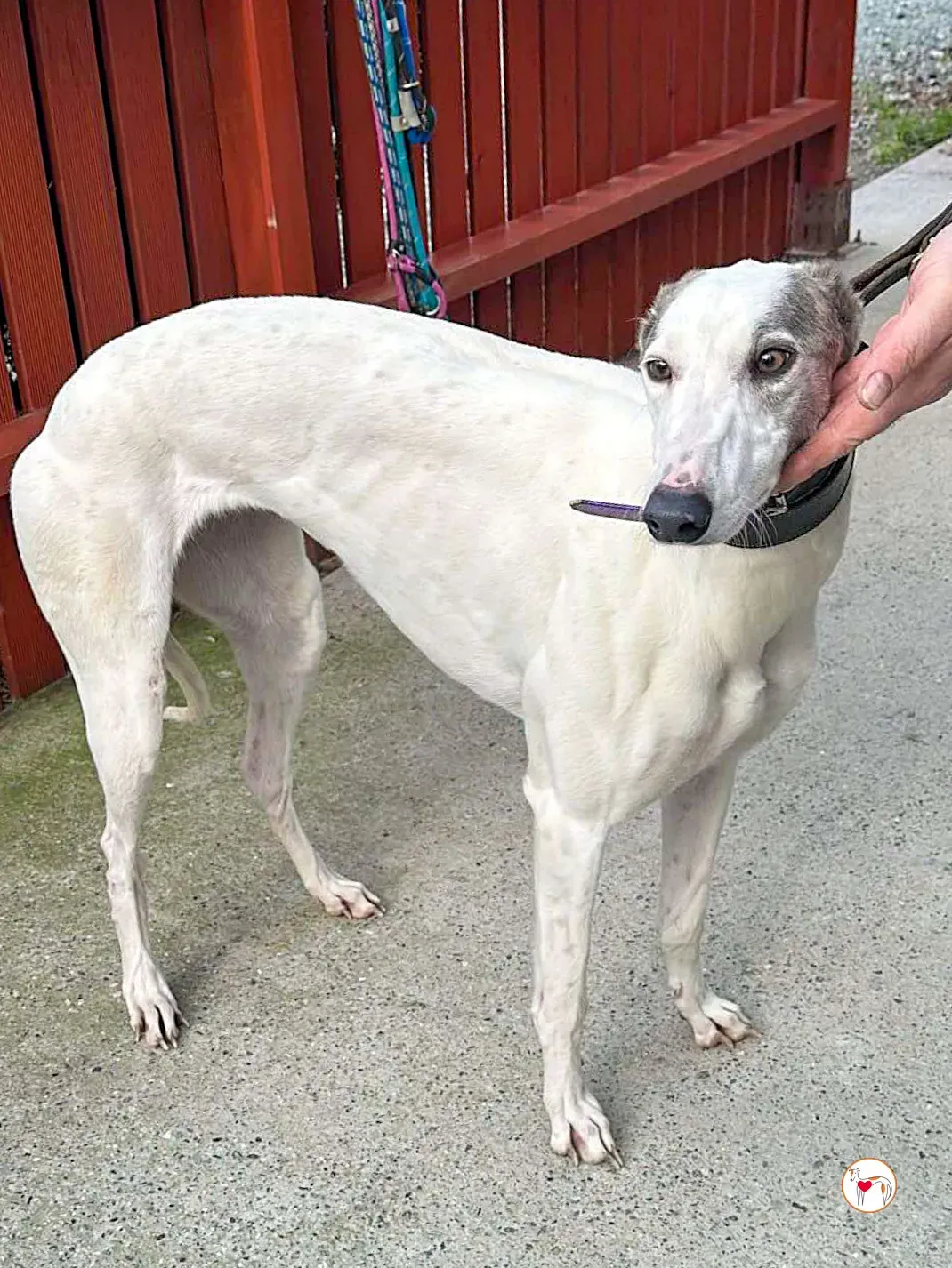 winny grey adozione 03