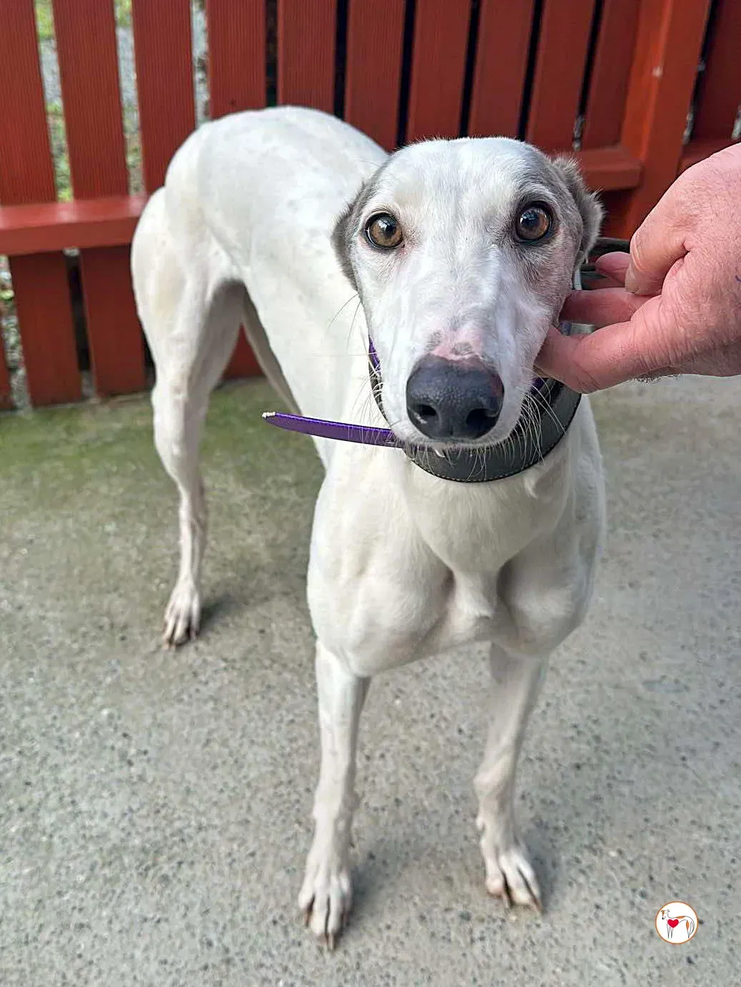 winny grey adozione 04