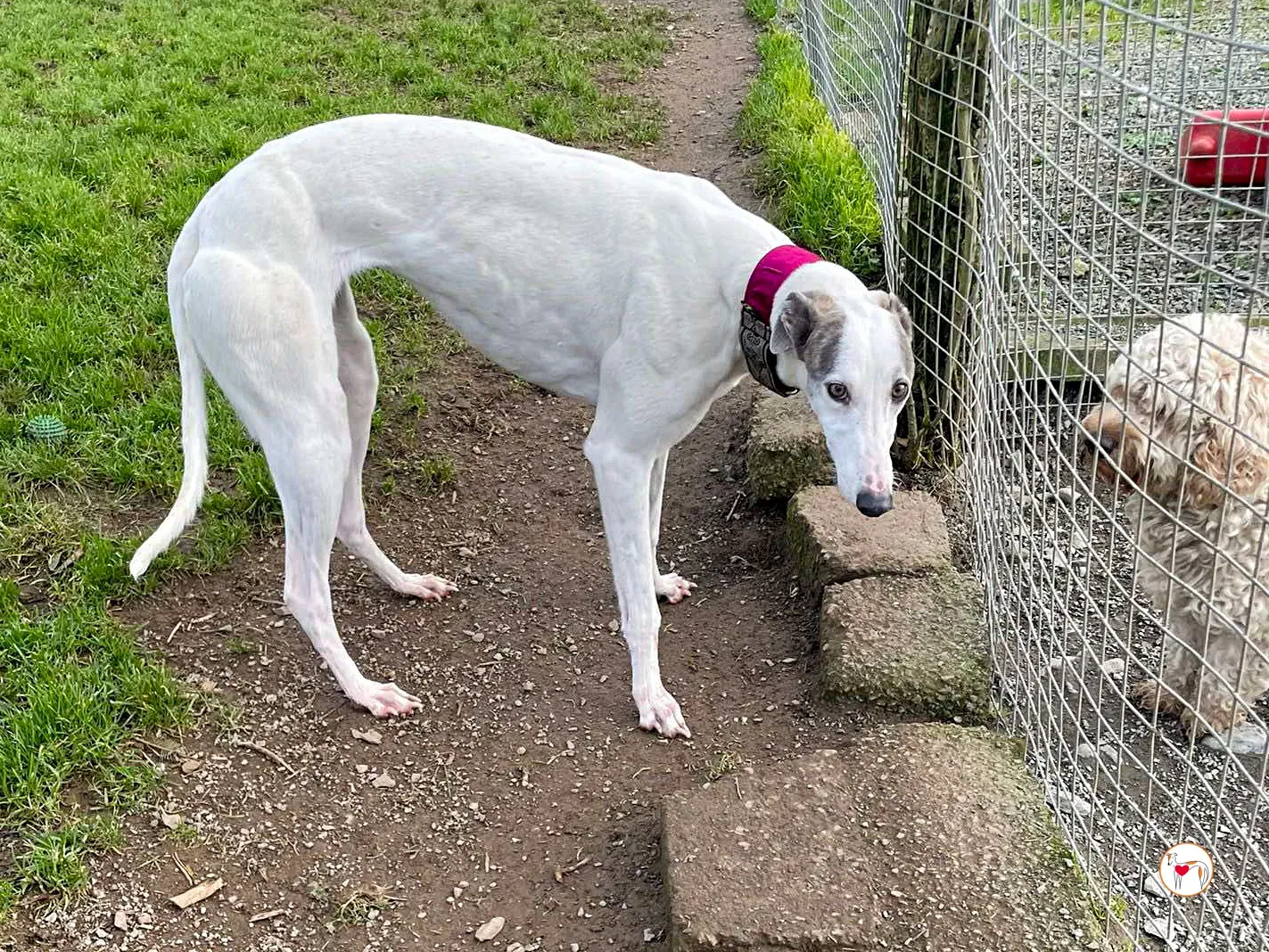 winny grey adozione 05