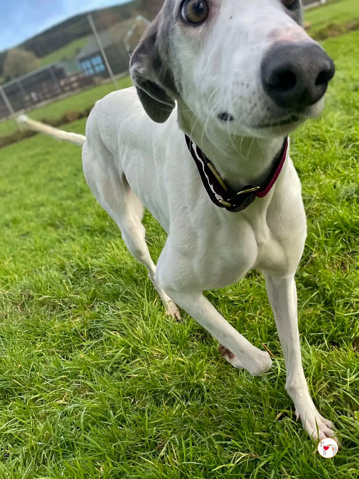 winny grey adozione 06