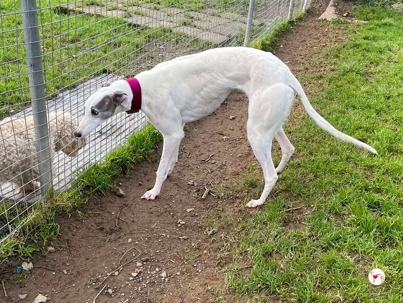 winny grey adozione 07