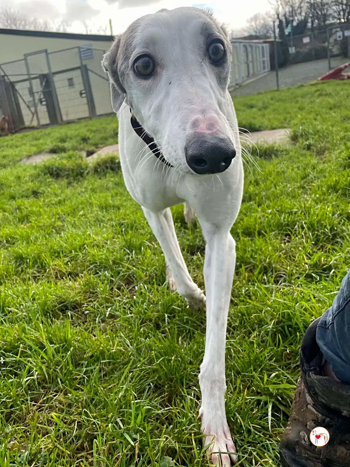 winny grey adozione 08