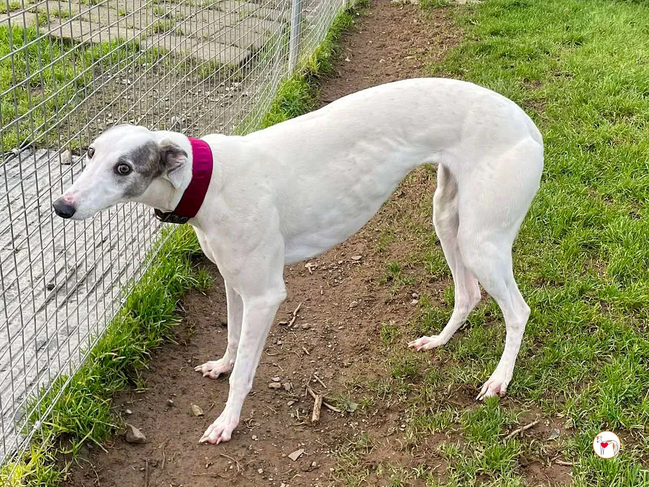 winny grey adozione 09