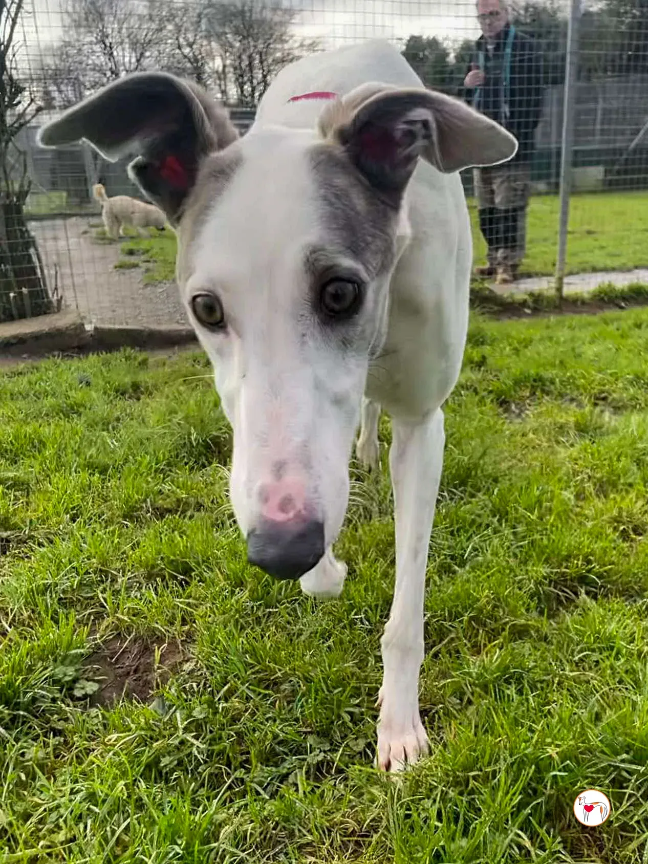 winny grey adozione 10