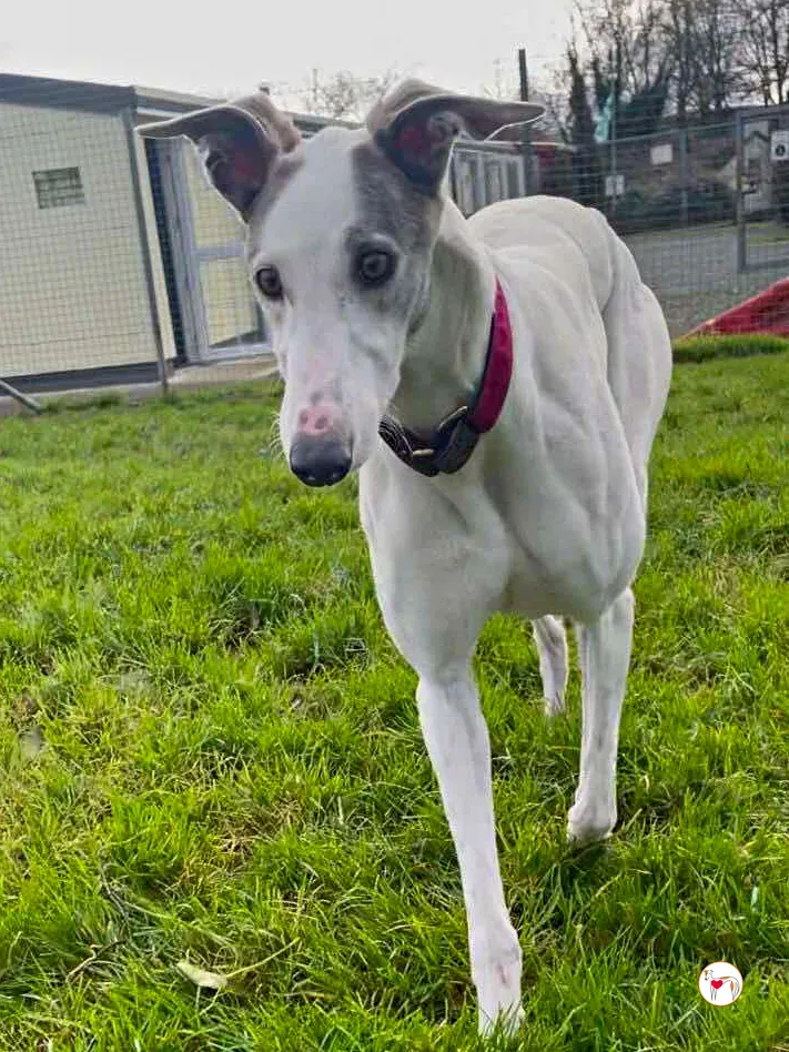 winny grey adozione 11