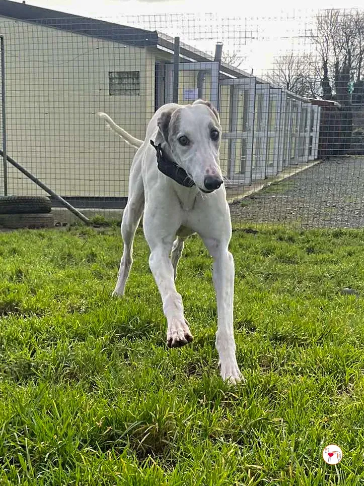 winny grey adozione 12