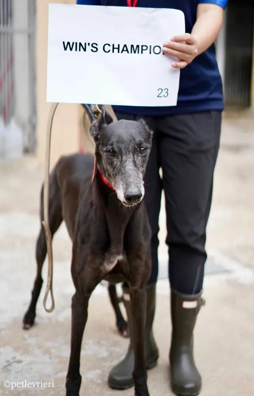 wins champion adozione greyhound macao 1