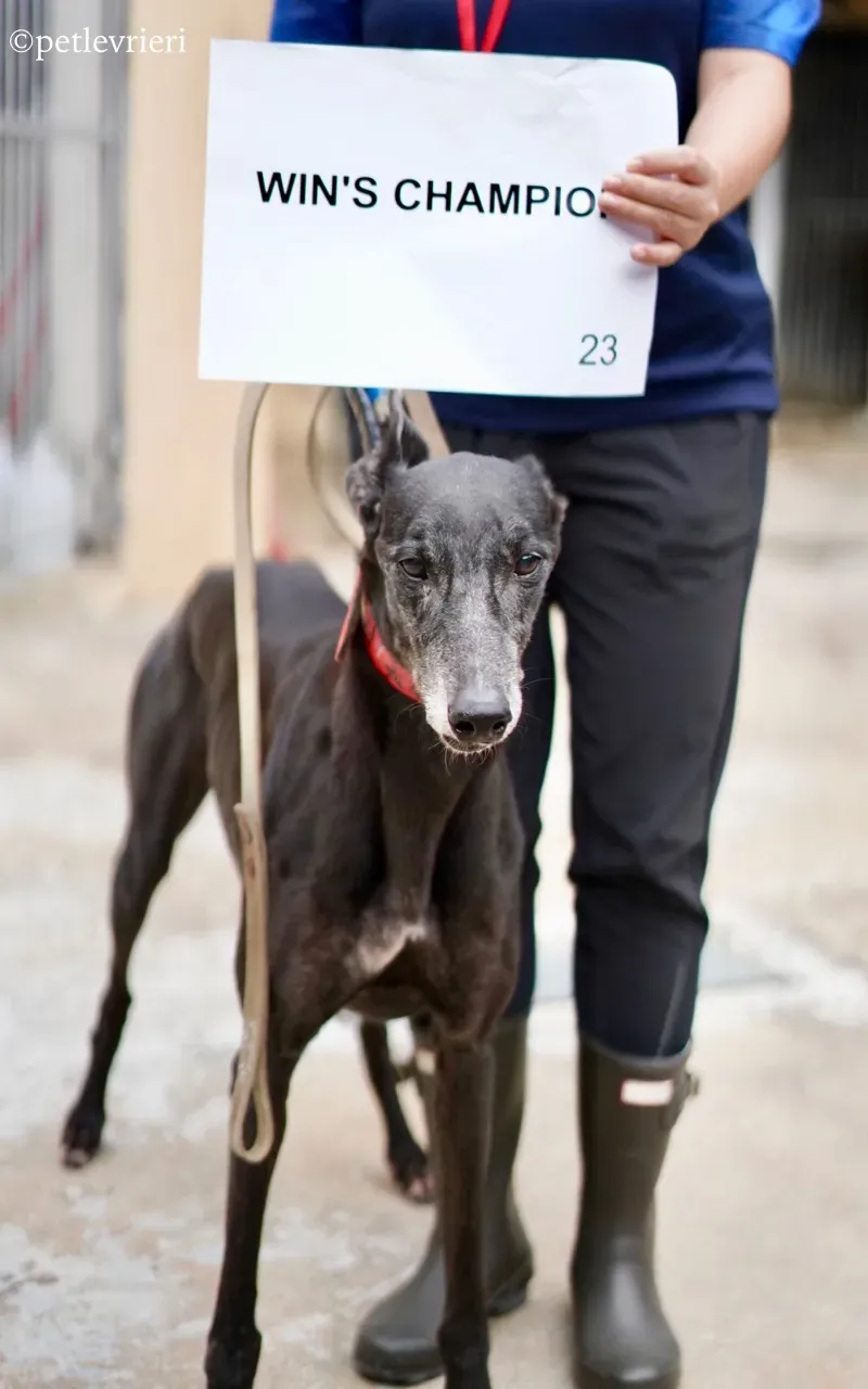 wins champion adozione greyhound macao 2