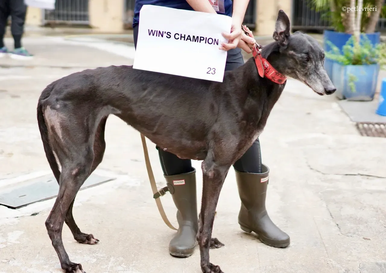 wins champion adozione greyhound macao 3