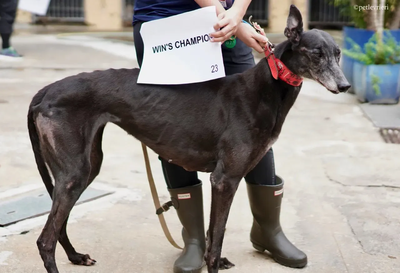 wins champion adozione greyhound macao 4