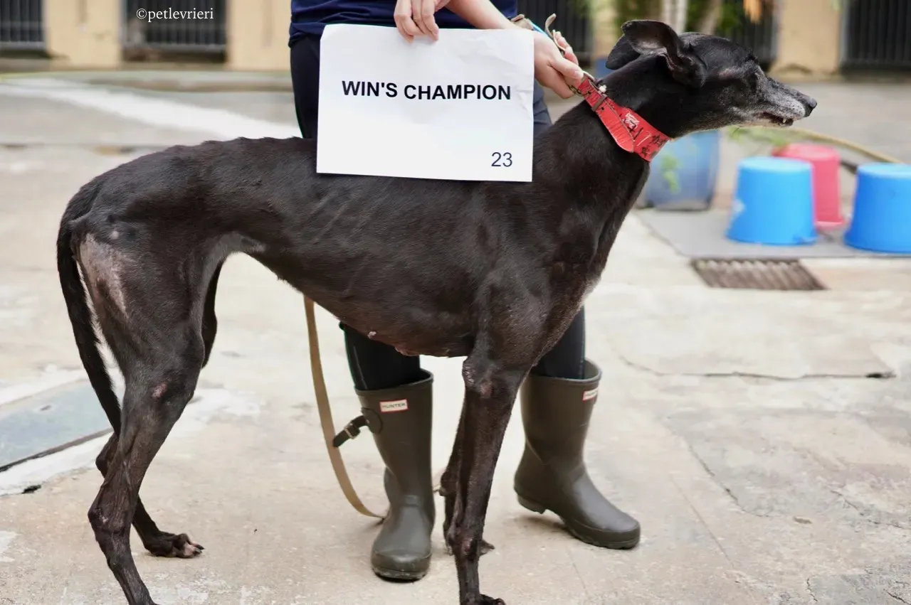 wins champion adozione greyhound macao 5