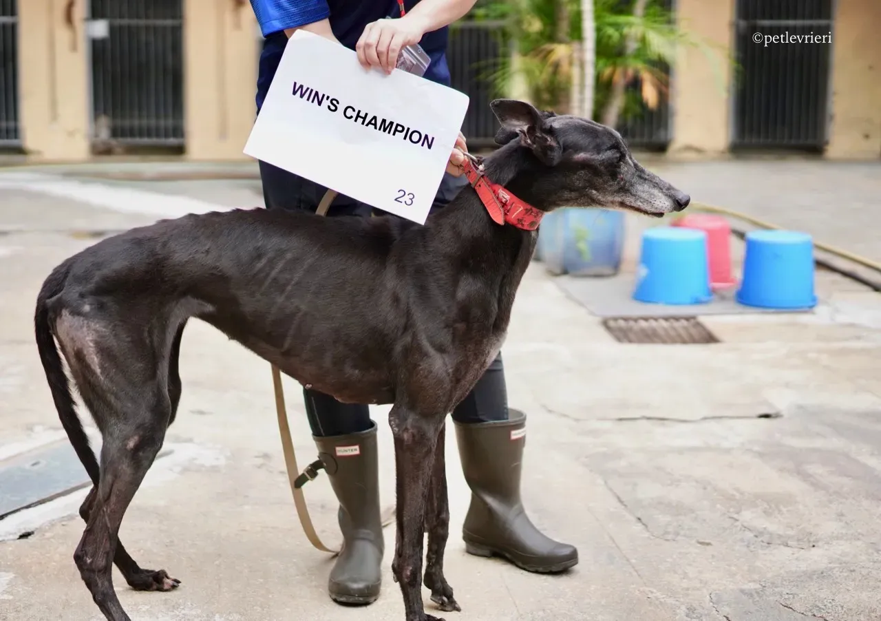 wins champion adozione greyhound macao 6