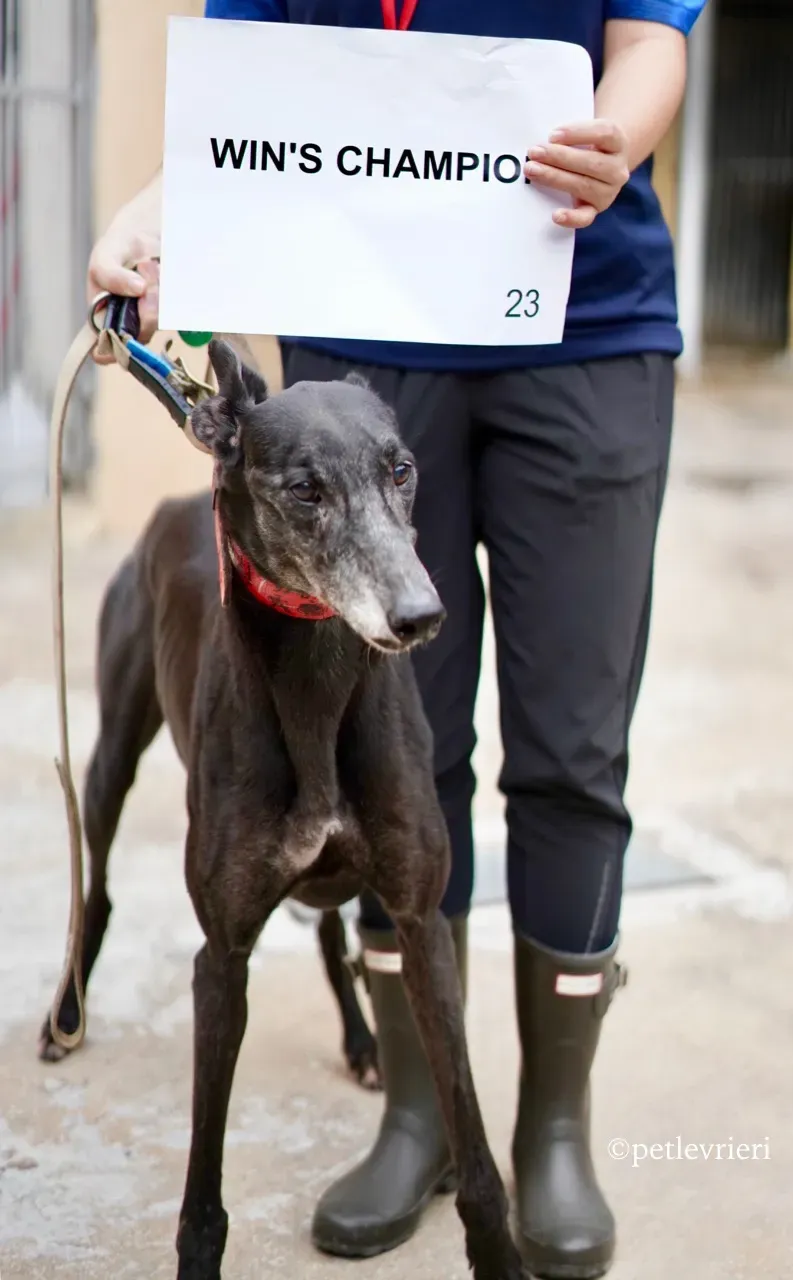 wins champion adozione greyhound macao 7