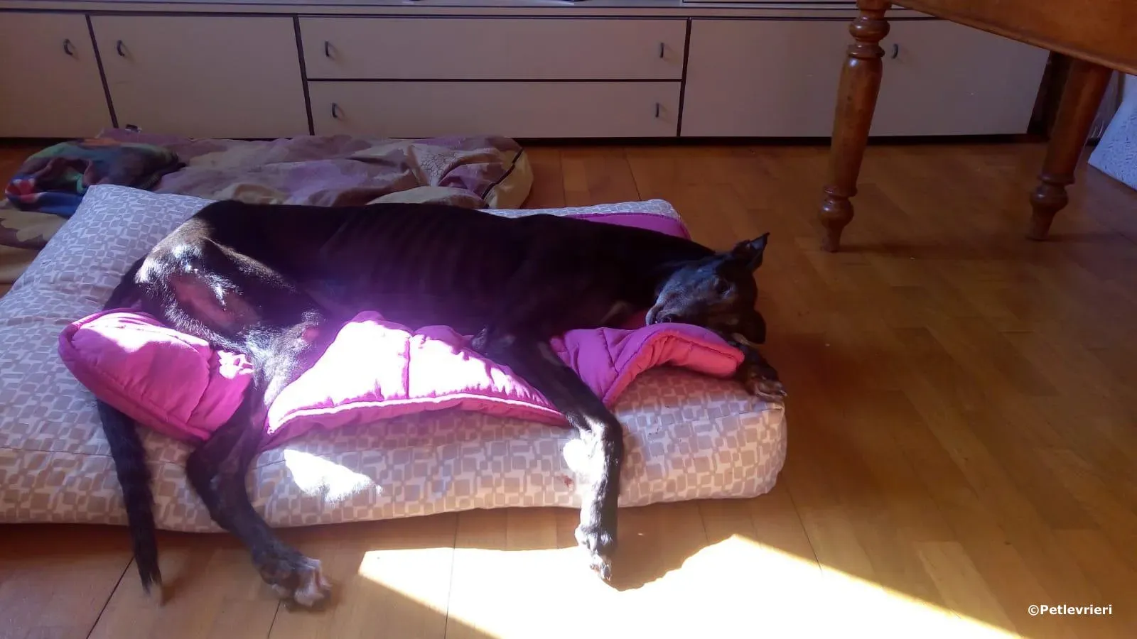 wins easy adozione greyhound macao 1 2